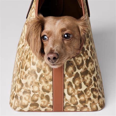 celine pet dames|CELINE Introduces Dog Accessories Line Captured by Hedi .